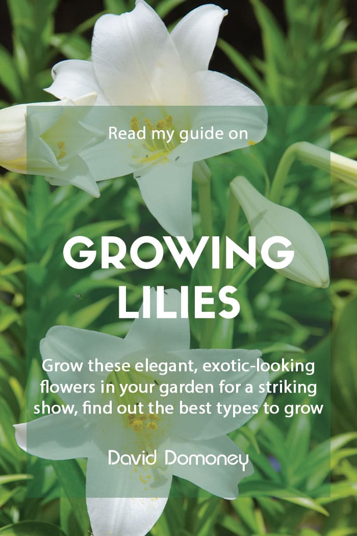 Guide to growing lilies