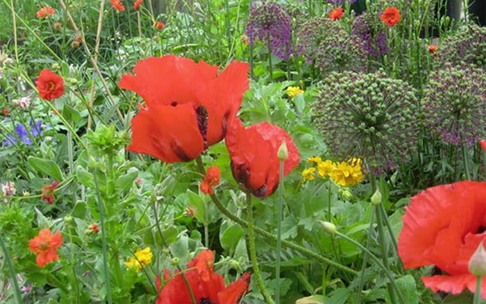 flowers