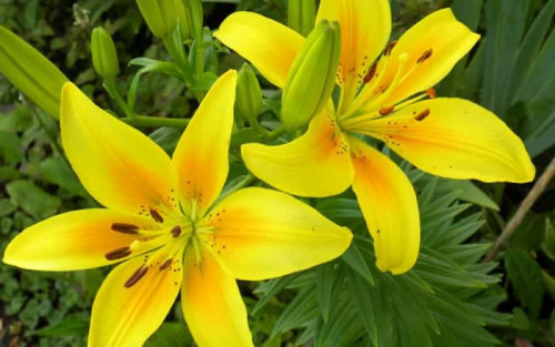 How to grow lilies and the best varieties to buy - David Domoney