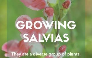 Growing salvias in your garden