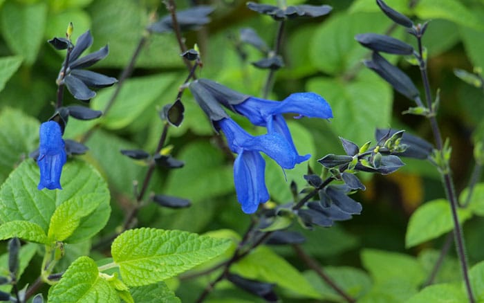 Salvia-guaranitica-(anise-scented-sage)-‘Black-and-Blue’ Lavender-sprigs-in-lemon-drink
