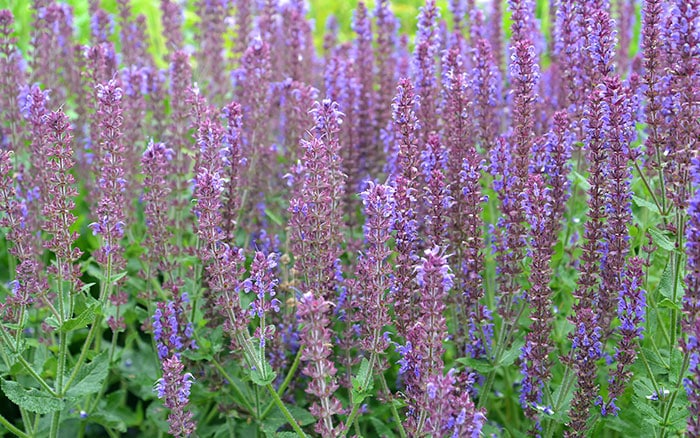 Salvia-nemorosa-(Balkan-clary)-‘Ostfriesland’ Lavender-sprigs-in-lemon-drink