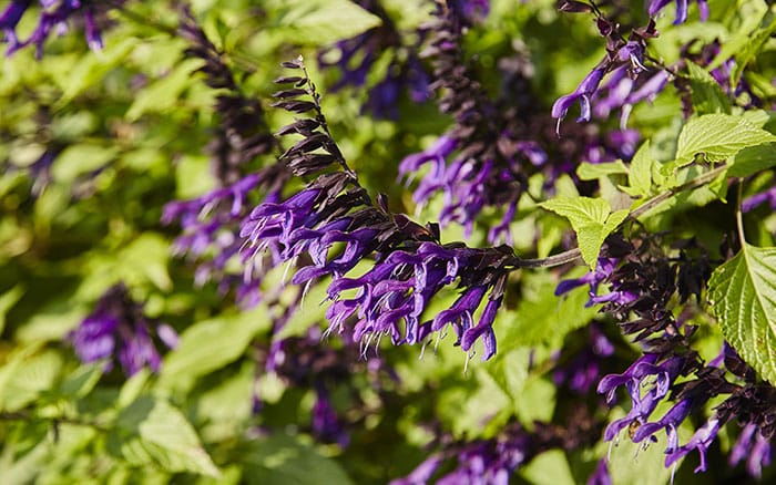 Salvia-(sage)-‘Amistad’ Lavender-sprigs-in-lemon-drink