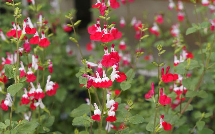 Salvia-(sage)-‘Hot-Lips’ Lavender-sprigs-in-lemon-drink