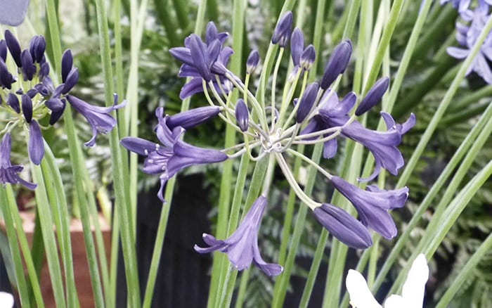 agapanthus ‘Indigo Dreams’ at Hampton Court Palace Flower Show Floral Marquee
