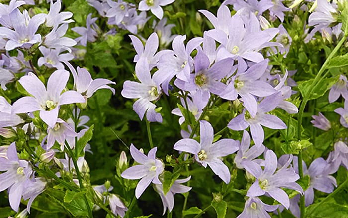 campanula lactiflora ‘Prichard’s Variety’ at Hampton Court Palace Flower Show Floral Marquee