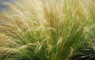 Mexican feather grass is football-proof and has great texture and movement