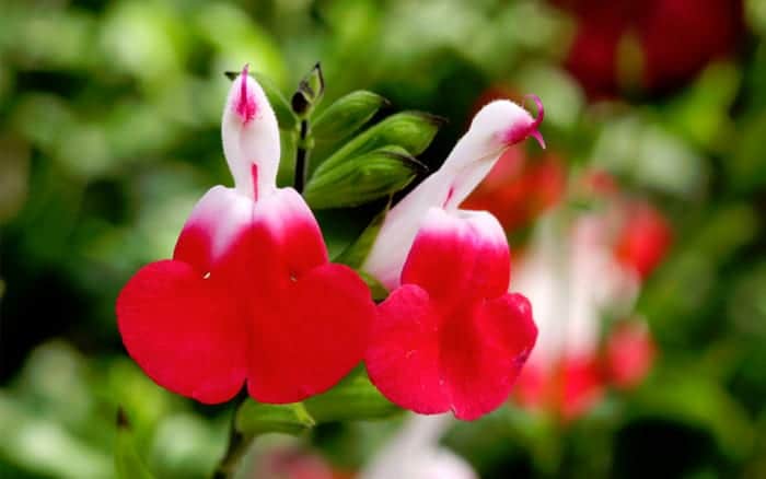 Salvia hot lips flowers