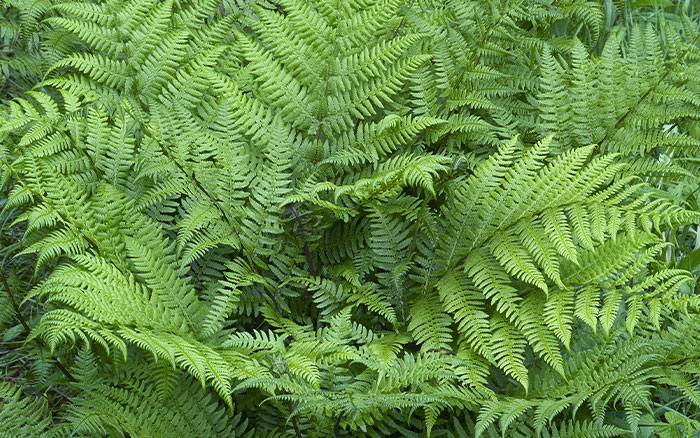 ATHYRIUM (LADY FERN) ‘GHOST’