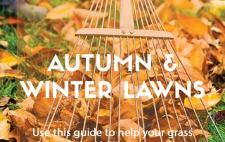Autumn and winter lawn care feature