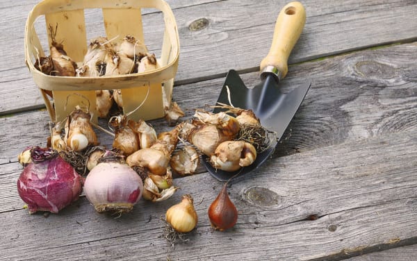 Bulbs-ready-for-planting-with-trowel