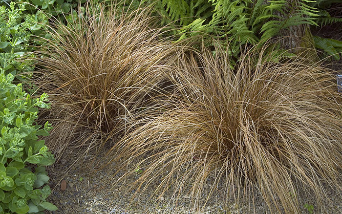 CAREX COMANS (BRONZE NEW ZEALAND HAIR SEDGE)