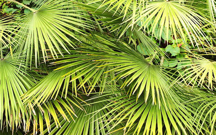 CHAMAEROPS HUMILIS (DWARF FAN PALM)