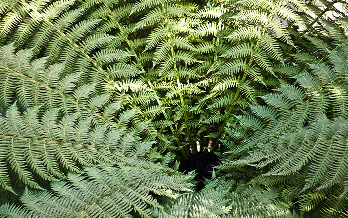 DICKSONIA ANTARCTICA (SOFT-TREE FERN)