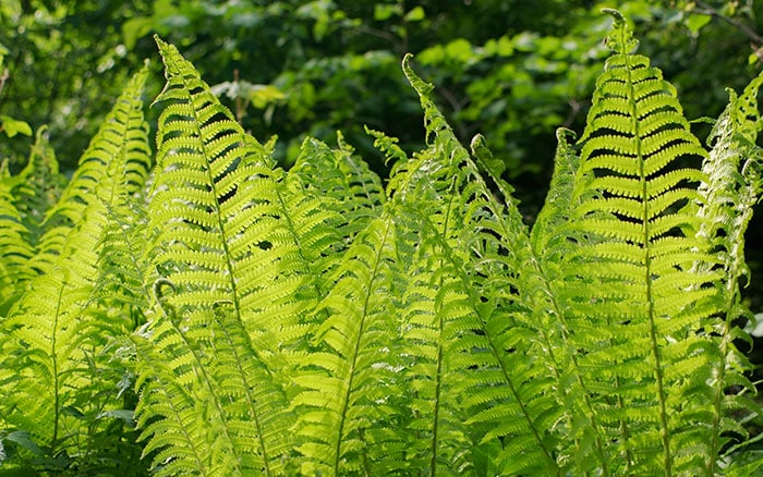 DRYOPTERIS FILIX-MAS (MALE FERN)