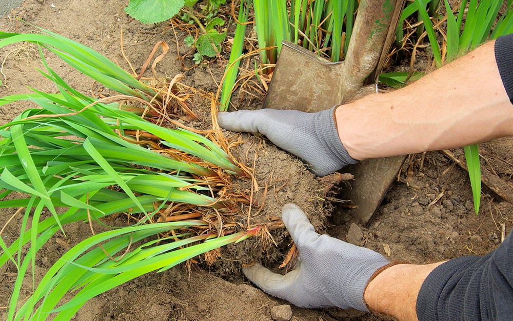 Lifting-perennial-plant-out-of-ground