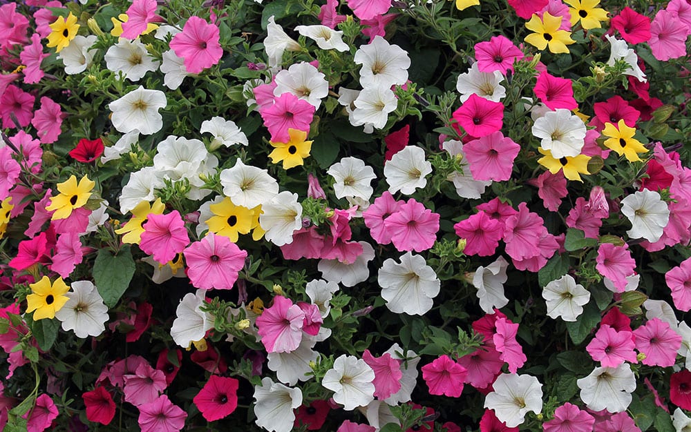 Petunias