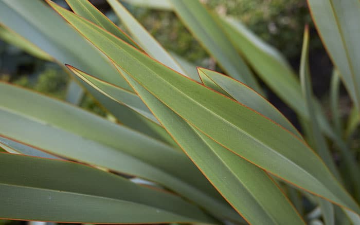 PHORMIUM TENAX (NEW ZEALAND FLAX)