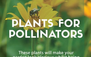 Plants that are great for pollinators in your garden