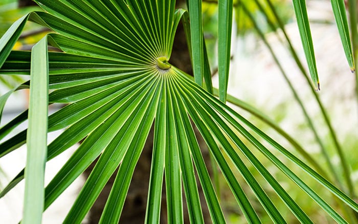 RACHYCARPUS FORTUNEI (CHUSAN PALM)