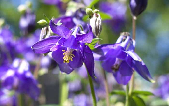 Top 10 Self Seeding Plants For A Fuss Free Cottage Garden