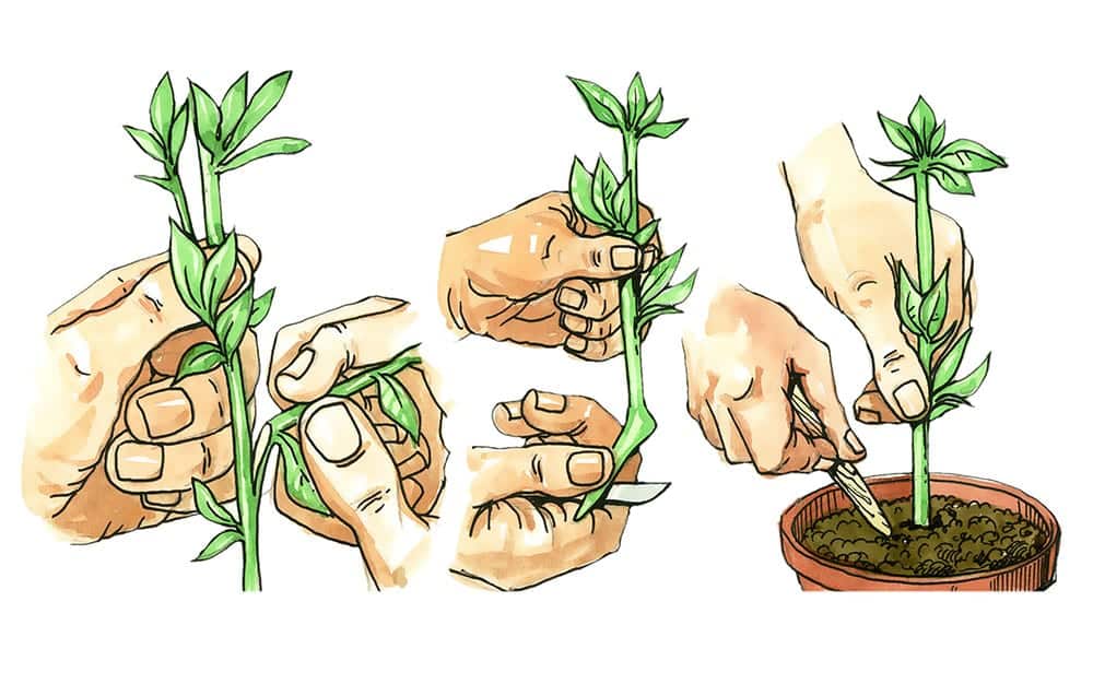 Pruning Lavender Plants Hgtv Pruning Lavender Plants Hgtv