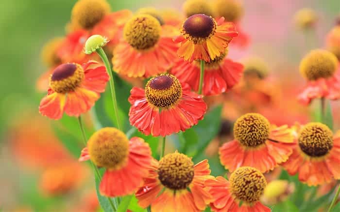 Top 10 plants for a modern cottage garden - David Domoney