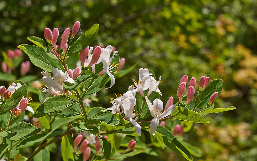 honeysuckle