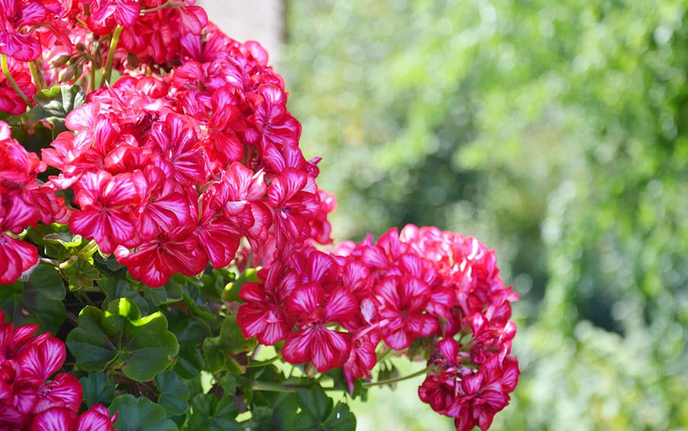 pelargoniums