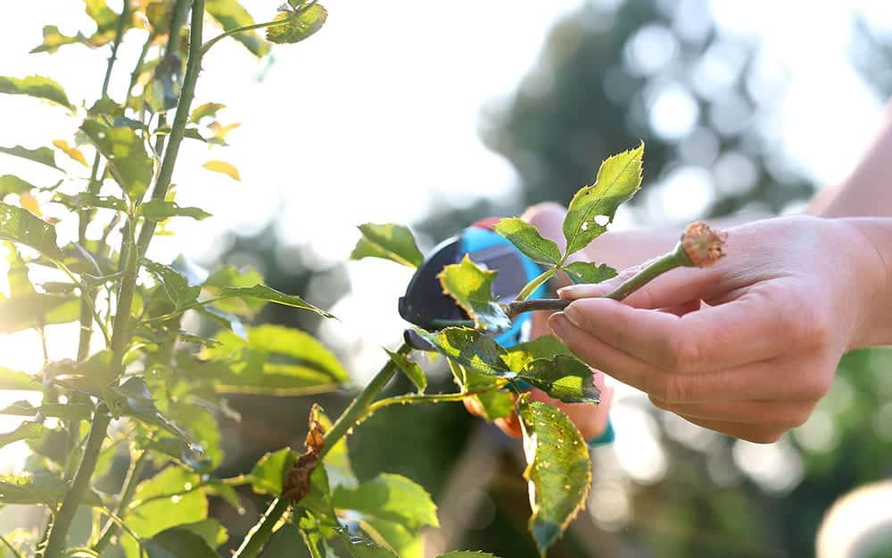 rose-cutting