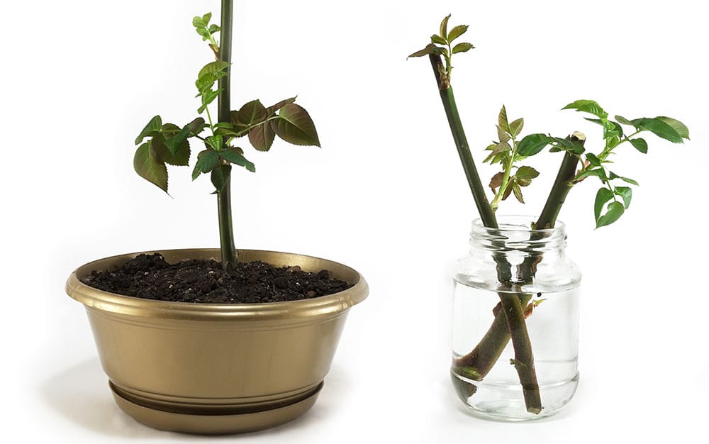 rose-cuttings-in-rooting-hormone-then-pot