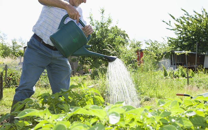water-with-can-fertilise-garden-plants