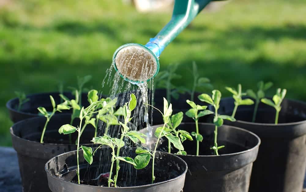 watering-cuttings