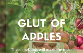 harvest apples