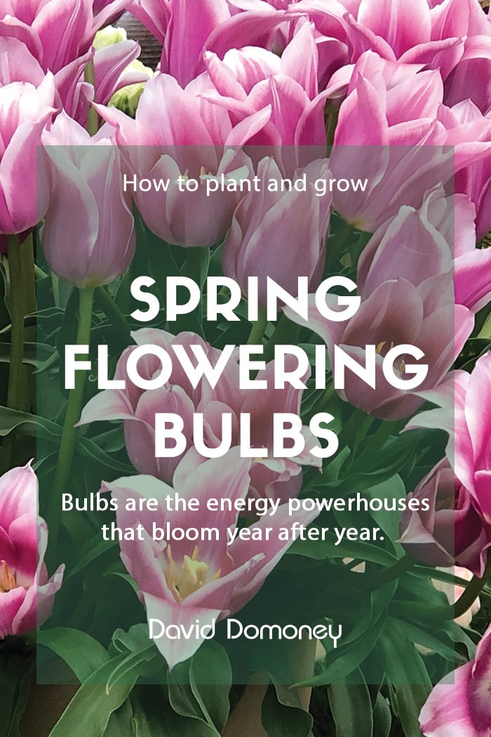 Spring Bulbs