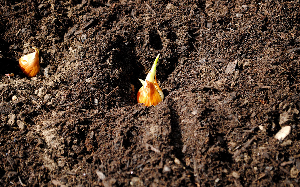 spring bulb in ground