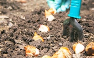 bulbs-how-to-plant-in-the-garden