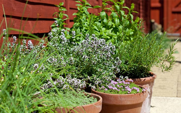 grow herbs in pots outdoors with a container garden