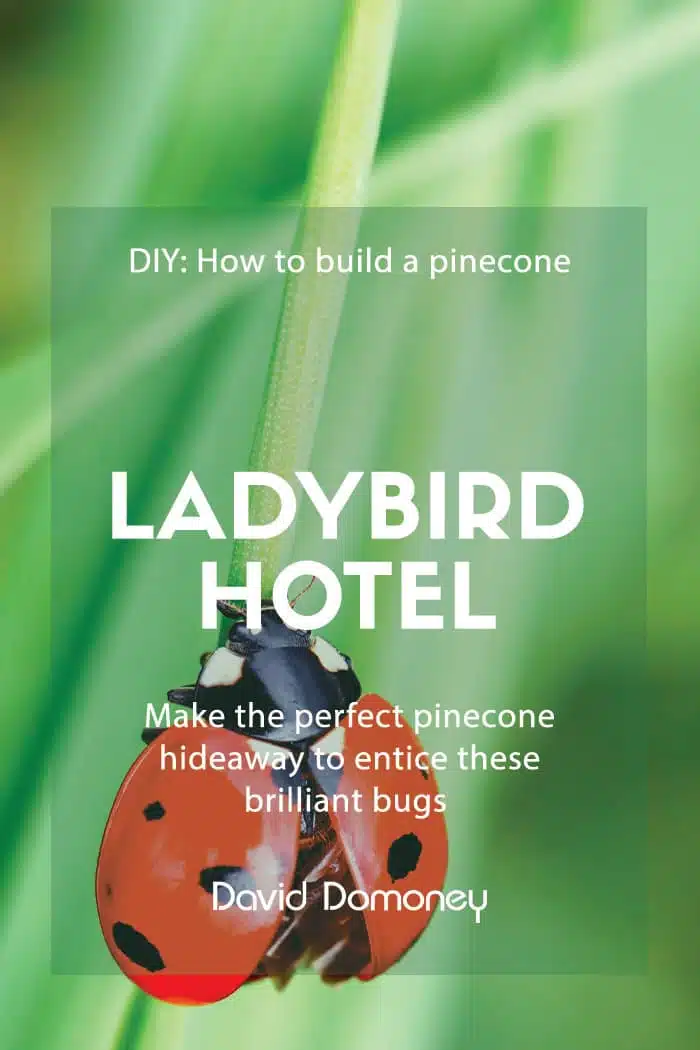ladybird hotel