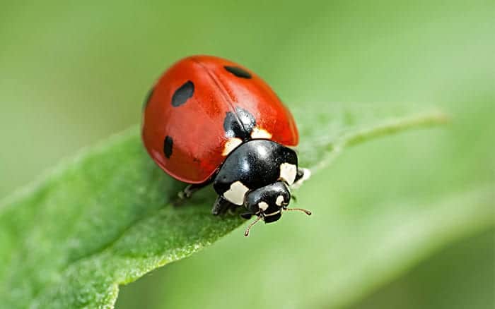 ladybird on a leaf