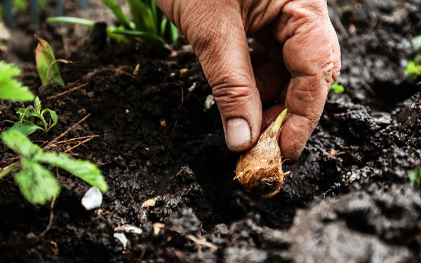 planting spring bulb