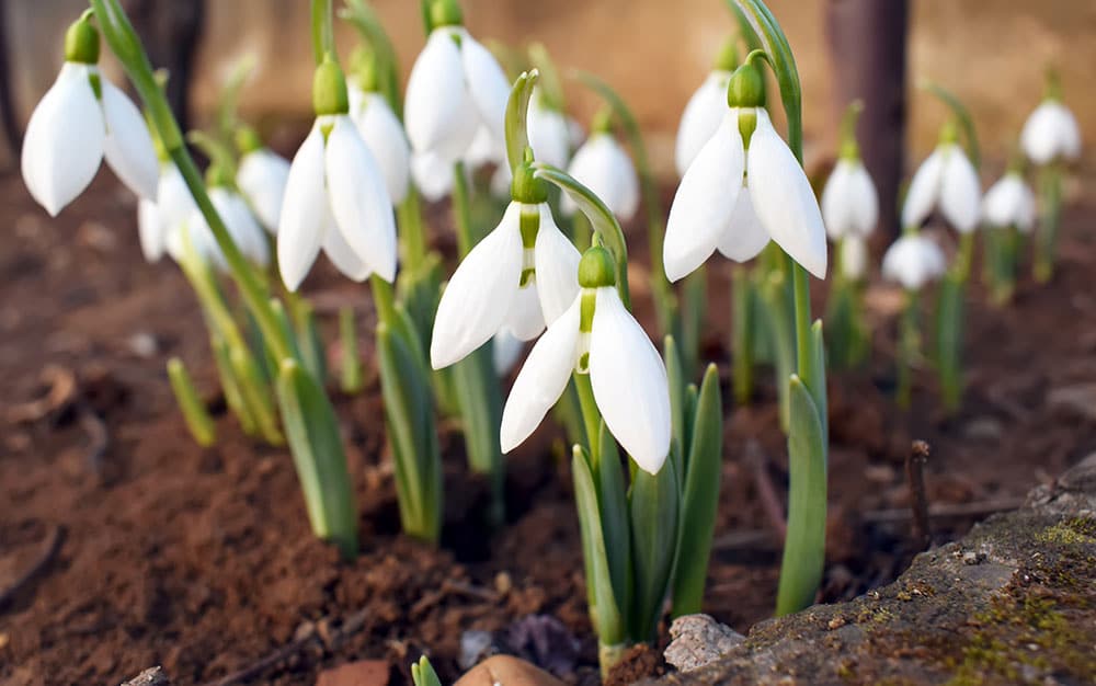 snowdrops