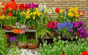 spring-bulb-containers-pots