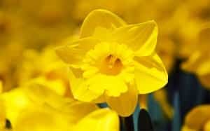 yellow-daffodil bulbs for spring