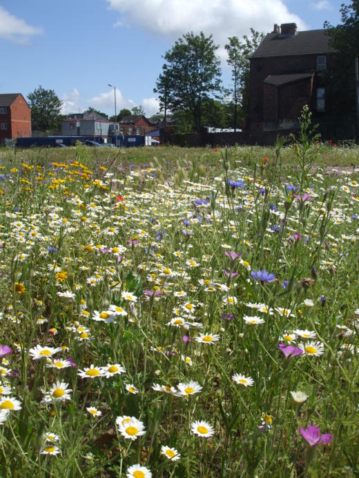 That Blooming Triangle Toxteth Granby Triangle Cultivation Street 2014 