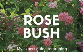 Tips to prune rose bushes