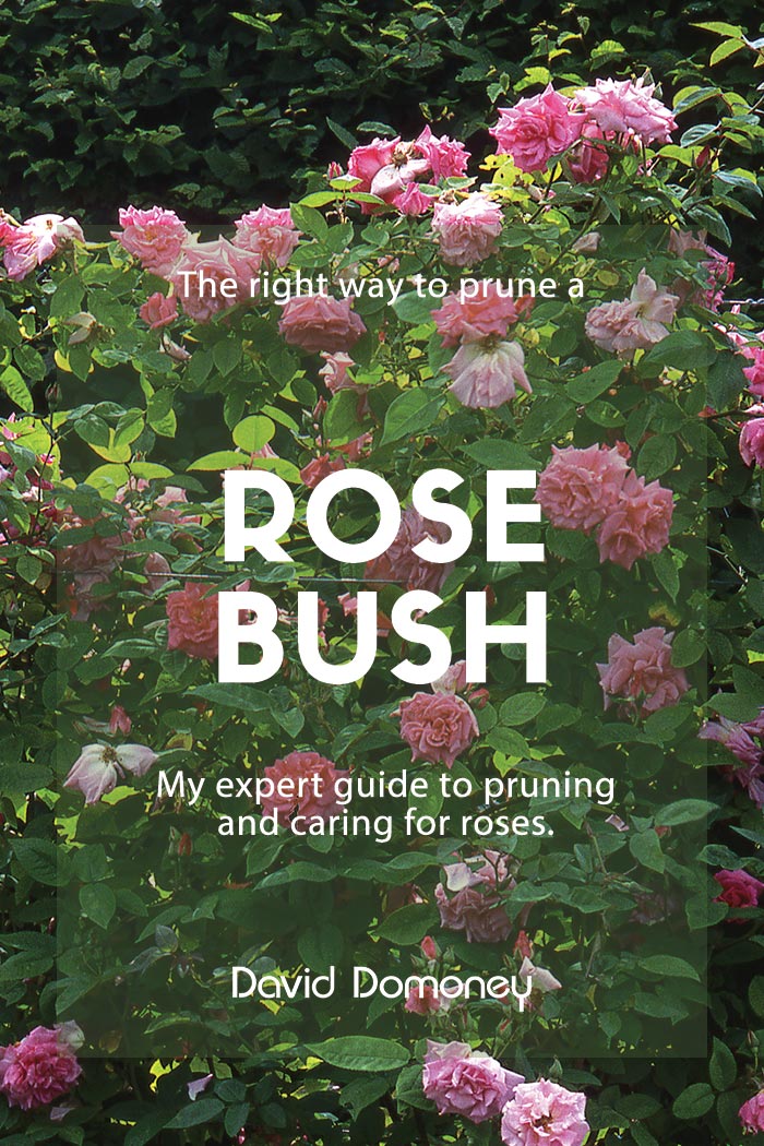 Tips to prune rose bushes
