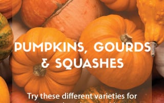 best pumpkins