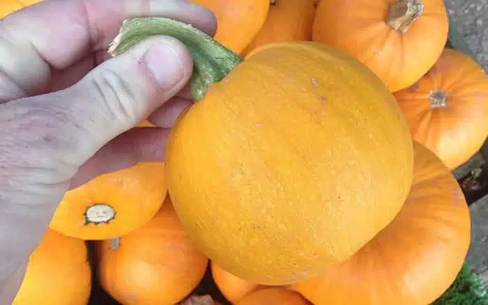 Top 12 pumpkins, gourds and winter squash varieties