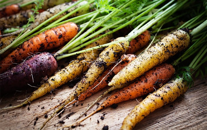 Harvested carrots